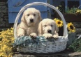 Psi v košíku
